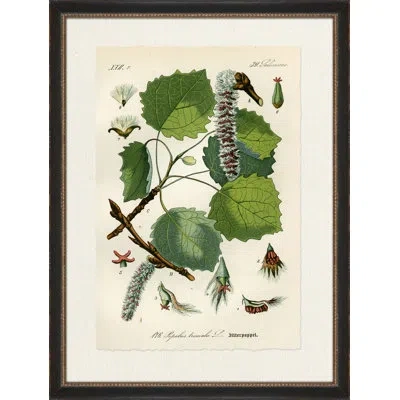 Wendover Art Group Bitterpappel - Picture Frame Graphic Art On Paper In Brown;green;ivory
