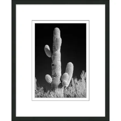 Wendover Art Group Black & White Cactus 1 By Christopher Kennedy - Picture Frame Photograph On Paper In Black;gray