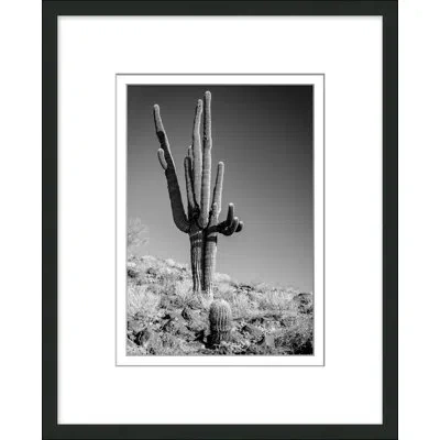 Wendover Art Group Black & White Cactus 2 By Christopher Kennedy - Picture Frame Photograph On Paper In Black;gray