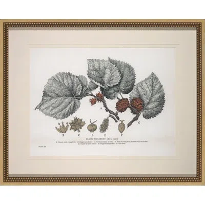 Wendover Art Group 'black Mulberry' - Picture Frame Graphic Art On Glass In White;gray