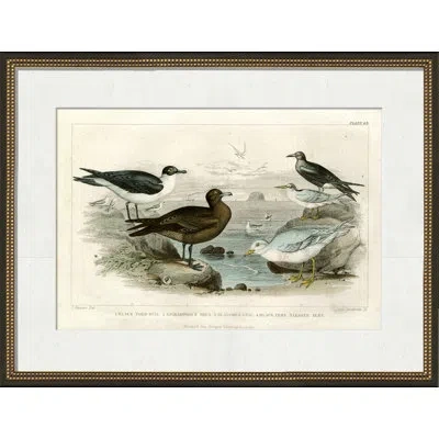 Wendover Art Group Black Toed Gull - Picture Frame Graphic Art On Paper In Brown;white;gray