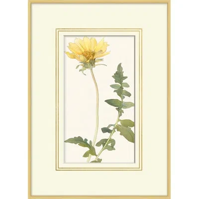 Wendover Art Group Blooming Study 2 - Picture Frame Painting On Canvas In White;green;yellow