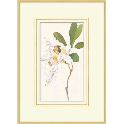 Wendover Art Group Blooming Study 7 - Picture Frame Painting On Canvas In White;green;yellow