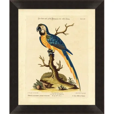 Wendover Art Group Blue Parrot - Picture Frame Graphic Art On Glass In Blue;brown;beige
