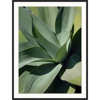 Wendover Art Group Bold Agave 1 - Picture Frame Photograph On Paper In Green