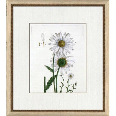 Wendover Art Group Botanical La Flore Ii - Picture Frame Painting On Paper In White;green