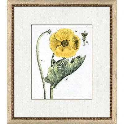 Wendover Art Group Botanical La Flore Iii - Picture Frame Painting On Paper In Green;gray;yellow