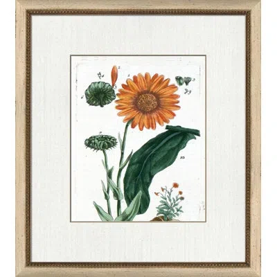 Wendover Art Group Botanical La Flore V - Picture Frame Painting On Paper In White;green;red;orange