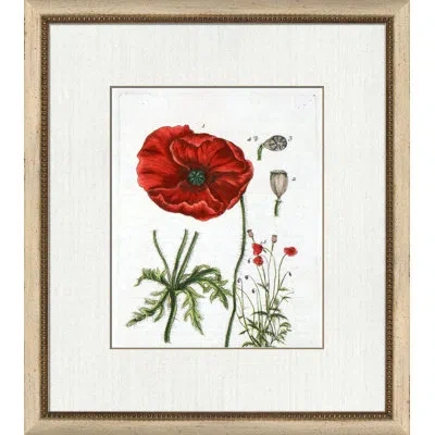 Wendover Art Group Botanical La Flore Vi - Picture Frame Painting On Paper In White;green;gray;red
