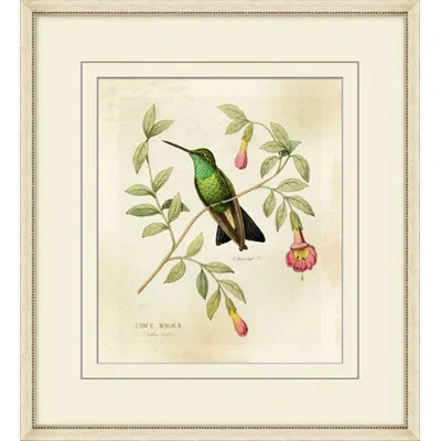 Wendover Art Group Brilliant Hummingbird Collection 8 - Picture Frame Graphic Art On Paper In Green;beige;pink