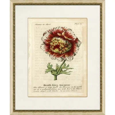 Wendover Art Group British King Anemone - Picture Frame Painting On Paper In Green;red;beige