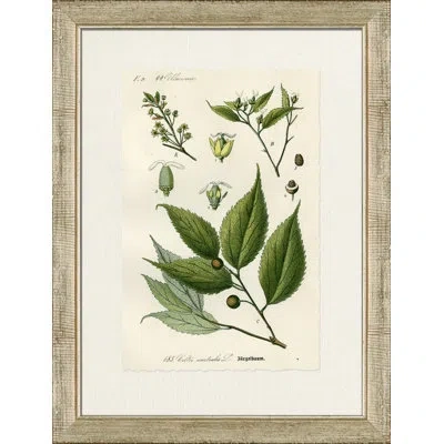 Wendover Art Group Burgelbaum - Picture Frame Graphic Art On Paper In White;green