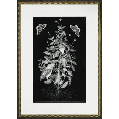 Wendover Art Group Butterfly Botanical I - Picture Frame Graphic Art In Black;white