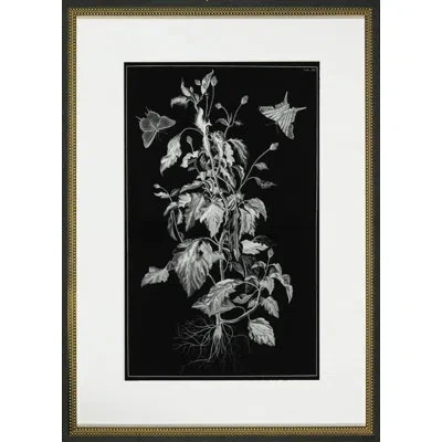 Wendover Art Group Butterfly Botanical Ii - Picture Frame Graphic Art In Black;white