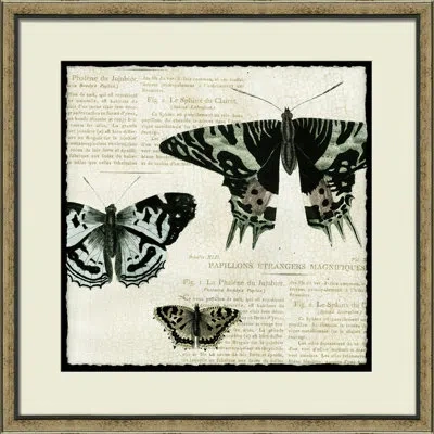 Wendover Art Group Butterfly Collage I - Picture Frame Graphic Art On Paper In Black;green;beige