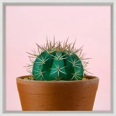 Wendover Art Group Cacti On Pink 1 By Mat Sanders - Picture Frame Photograph On Paper In Brown;green;pink