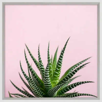 Wendover Art Group Cacti On Pink 3 By Mat Sanders - Picture Frame Photograph On Paper In Green;pink
