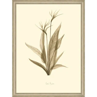Wendover Art Group Cahaba Lily - Picture Frame Painting On Paper In Brown