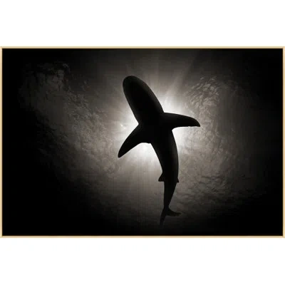 Wendover Art Group Calm Shark 1 In Black