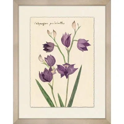 Wendover Art Group Calopogon Pulchellus 1 - Picture Frame Painting On Paper In Green;beige;purple