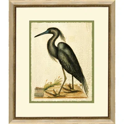 Wendover Art Group Catesbys Blue Heron - Picture Frame Graphic Art On Paper In Brown;dark Green