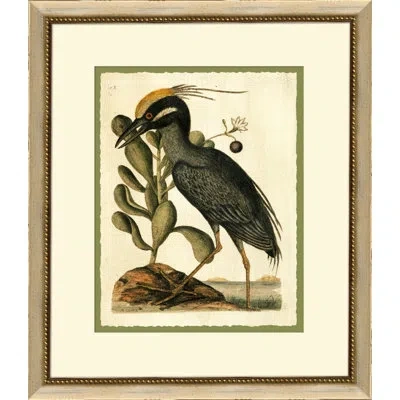 Wendover Art Group Catesbys Crested Bittern - Picture Frame Graphic Art On Paper In Brown;green