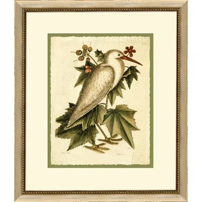 Wendover Art Group Catesbys Little White Heron - Picture Frame Graphic Art On Paper In Brown;green;ivory