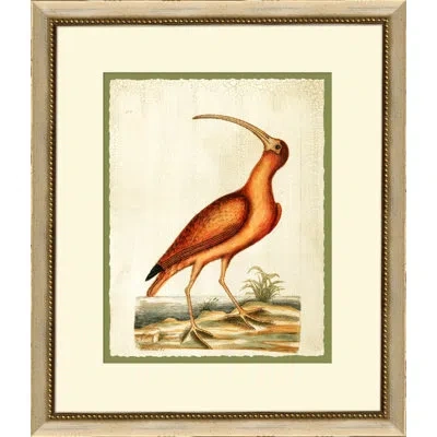 Wendover Art Group Catesbys Red Cerlew - Picture Frame Graphic Art On Paper In Brown;red;ivory
