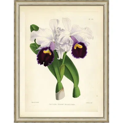 Wendover Art Group Cattleya Trianae - Picture Frame Graphic Art On Paper In White;green;purple