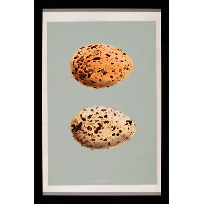 Wendover Art Group Classic Egg Study 1 - Picture Frame Graphic Art On Paper In Gray;beige;orange