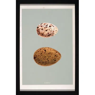 Wendover Art Group Classic Egg Study 2 - Picture Frame Graphic Art On Paper In Brown;gray;off-white