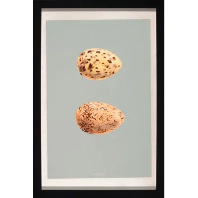 Wendover Art Group Classic Egg Study 4 - Picture Frame Graphic Art On Paper In Brown;gray;yellow