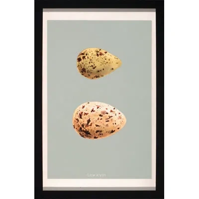 Wendover Art Group Classic Egg Study 5 - Picture Frame Graphic Art On Paper In Brown;gray;yellow