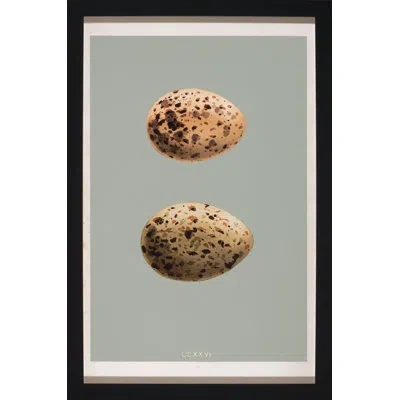 Wendover Art Group Classic Egg Study 6 - Picture Frame Graphic Art On Paper In Gray;beige;taupe