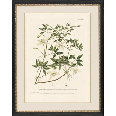 Wendover Art Group Clematis - Picture Frame Graphic Art On Paper In Green;beige