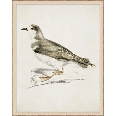 Wendover Art Group Coastal Bird Impression 5 - Picture Frame Painting In Gray;beige