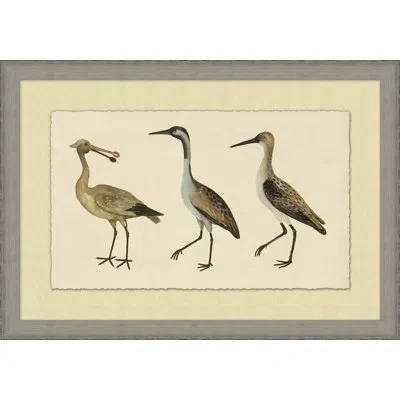 Wendover Art Group Coastal Birds 1 - Picture Frame Painting On Paper In Brown;beige