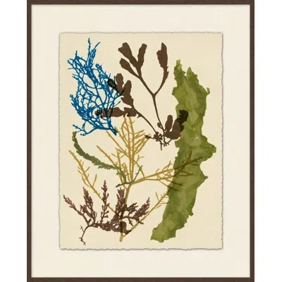 Wendover Art Group Colorful Sea Kelp 4 - Picture Frame Painting On Paper In Blue;green;beige
