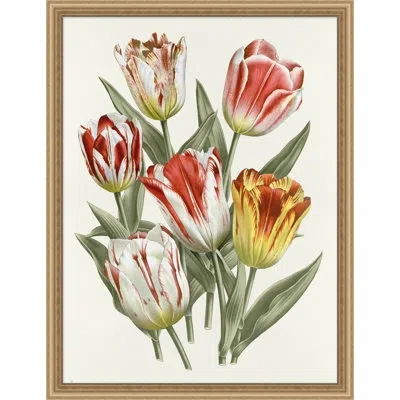Wendover Art Group Colorful Traditional Blooms 2 - Picture Frame Graphic Art On Paper In White;green;red;yellow