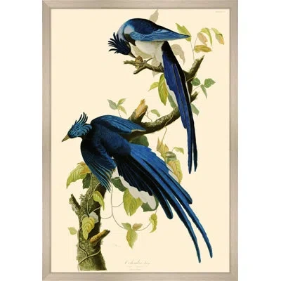 Wendover Art Group Columbia Jay - Picture Frame Graphic Art On Paper In Blue;green;beige