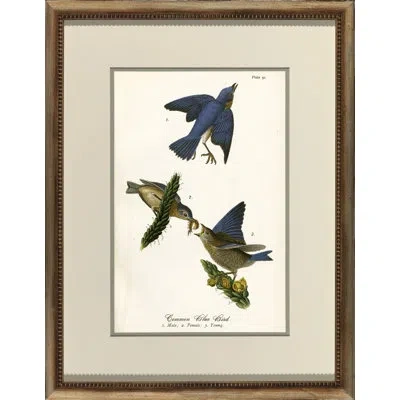 Wendover Art Group 'common Blue Bird' - Picture Framed Painting On Glass In Blue;brown;beige