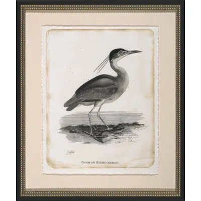 Wendover Art Group Common Night Heron - Picture Frame Drawing Print On Paper In Black;white;beige