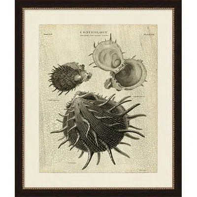 Wendover Art Group Conchology I - Picture Frame Graphic Art On Paper In Gray;ivory
