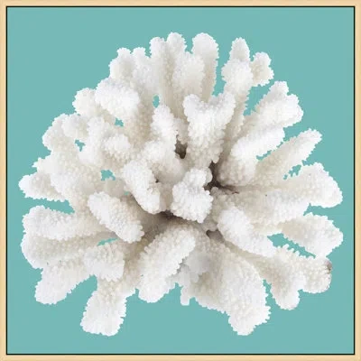Wendover Art Group Coral On Aqua 9 By Lillian August - Photograph On Plastic/acrylic In White;turquoise