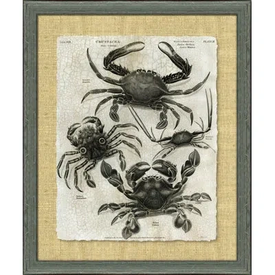 Wendover Art Group Crackled Crustacean I - Picture Frame Graphic Art On Paper In Gray
