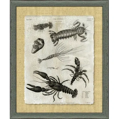 Wendover Art Group Crackled Crustacean Ii - Picture Frame Graphic Art On Paper In Black;gray