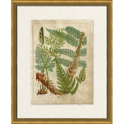 Wendover Art Group Crackled Fern Cluster Ii - Picture Frame Painting On Paper In Brown;green