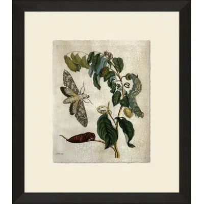 Wendover Art Group Crackled Insect Collection 1 - Picture Frame Painting On Paper In Green;gray;cream