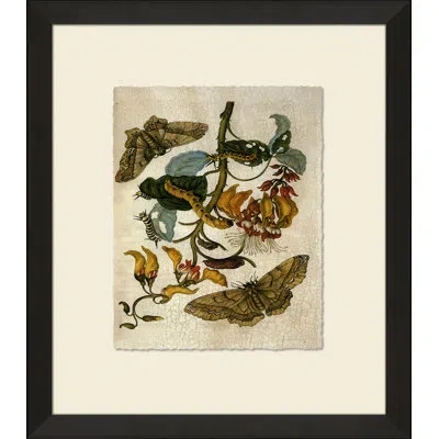 Wendover Art Group Crackled Insect Collection 2 - Picture Frame Painting On Paper In Black;brown;orange