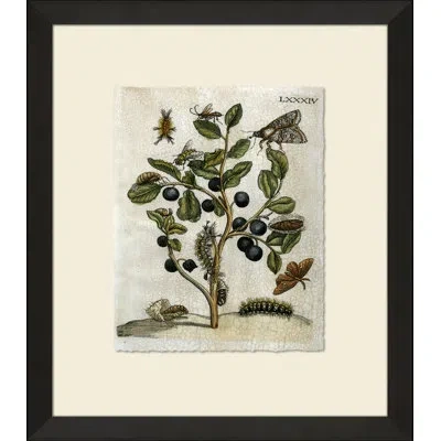 Wendover Art Group Crackled Insect Collection 3 - Picture Frame Painting On Paper In Black;brown;green